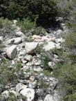 Amorpha californica growing in boulders between Big Bear and Lucrene, just above the desert. - grid24_24