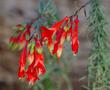 The flowers on Zauschneria cana are a little different from most California fuchsias. Hard to believe that these flowers used toi cover the hills around Los Angeles. - grid24_24