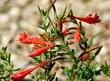 This California fuchsia is liked by hummingbirds. - grid24_24
