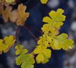 The fall color on Quercus garryana breweri is a golden yellow. - grid24_24