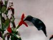 A Hummingbird working a Mimulus cardinalis flower. - grid24_24