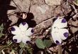Five spot, Nemophila maculata - grid24_24