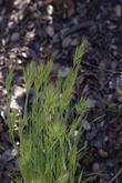 Bromus madritensis, Foxtail - grid24_3