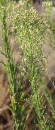 Conyza canadensis, Horseweed is resistant to glyphosate.  - grid24_3