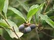 Osmaronia cerasiformis, Oso Berry berries - grid24_24