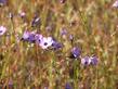 Gilia tenuiflora grows in one of our fields. Filaree is replacing it. - grid24_24