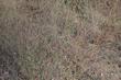 Eriogonum gracile var. gracile; Slender Woolly Buckwheat is almost invisible in the field. - grid24_3