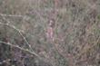 Eriogonum gracile, Slender Woolly Buckwheat - grid24_3