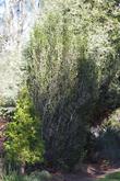 Birch leaf or Island Mountain Mahogany. - grid24_3