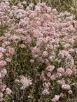 Cliff buckwheat can be showy and hold it's flowers for months. - grid24_24