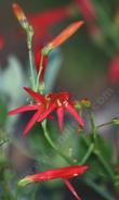 Penstemon rostriflorus, Bridges Penstemon in our garden. - grid24_3
