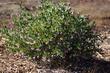 A 4-5 year old Baby Bear Manzanita bush in full sun with no water. - grid24_24
