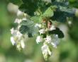 White Chaparral Currant, Ribes indecorum