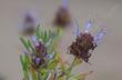 Salvia eremostachya, Santa Rosa Sage, Sand sage, Rose sage, Desert sage, flowers. - grid24_24