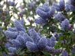 This wonderful Mountain Lilac is one of our introductions. LTBLUE is mostly Ceanothus leucodermis.  - grid24_3