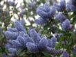 This wonderful Mountain Lilac is one of our introductions. LTBLUE is mostly Ceanothus leucodermis.  - grid24_24