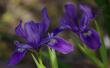 Iris douglasiana,  Douglas Iris, dark purple form - grid24_24