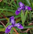 Iris douglasiana BB Deep Blue Douglas Iris