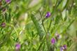 The leaves and pods of Lupinus truncatus, blunt leaved lupine. - grid24_24