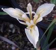 Iris fernaldii - grid24_24