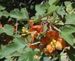 Fremontodendron californicum decumbens, Dwarf Flannel Bush. 