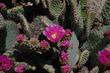 Opuntia treleasei, Bakersfield Cactus. - grid24_24