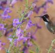 Costa's Hummingbird on Mojave beardtongue, Penstemon incertus. This native plant grows along the Southern Sierras. - grid24_3