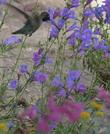 Penstemon 'Margarita BOP' with a hummingbird - grid24_24