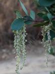 Garrya flavescens pallida Pale Ashy Silk-tassel Bush with the male flowers  (catkins) - grid24_24