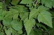 A closeup photo of Rubus spectabilis, Salmon Berry. the leaves of which can be used for tea.  - grid24_24