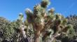 Yucca brevifolia ,Joshua Tree. 