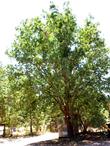 Quercus lobata, Valley oak