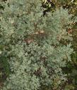 Arctostaphylos silvicola, Ghostly Manzanita plant. - grid24_3
