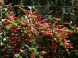 There are some pretty native plants growing in Southern California. - grid24_3