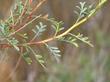 Psorothamnus arborescens simplicifolius, California Indigo Bush leaves - grid24_24