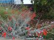 Zauschneria Catalina, a California Fuchsia from the channel islands in a garden in San Luis Obispo. - grid24_24