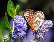 Ceanothus Skylark with Checkerspot Butterfly - grid24_24