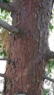 Calocedrus decurrens, Incense Cedar trunk. - grid24_24