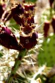 Opuntia littoralis, Prickly-Pear fruit. - grid24_24