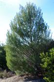 A young Pinus murictata at the Las Pilitas Nursery. - grid24_24