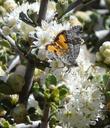 There are about 20 species of Catocala, Underwing Moths in California. I'm not sure which one is on the Ceanothus Snowball flower. The larva live on Oak trees.  - grid24_24
