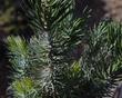 Pinus quadrifolia, Four Leaf Pinyon Pine leaves - grid24_24