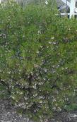This manzanita makes a nice clean little bush - grid24_3