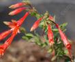The California Fuchsia was growing out the the desert. - grid24_24