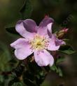 California Rose flower, Rosa californica - grid24_24