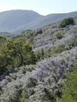 a hillside amassed with ceanothus in flower  - grid24_24
