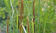 Typha domingensis, Southern Cat-Tail.