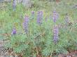 Lupinus succulentus Arroyo Lupine.is an annual - grid24_3