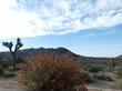 Sphaeralcea ambigua, Desert Mallow in the Mojave desert. - grid24_24