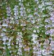 Here is a population of Collinsia heterophylla, Chinese Houses,east of the Santa Lucia mountains, California.  - grid24_3
